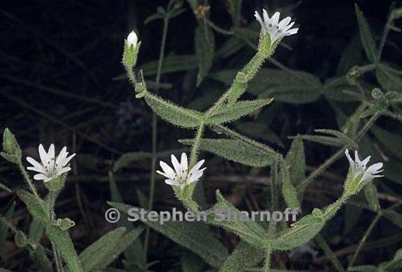 torreyostellaria jamesiana 1 graphic